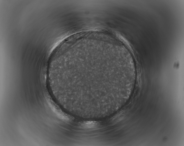 X0000115120059200912081354