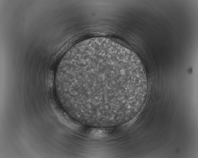 X0000115120174200912081353