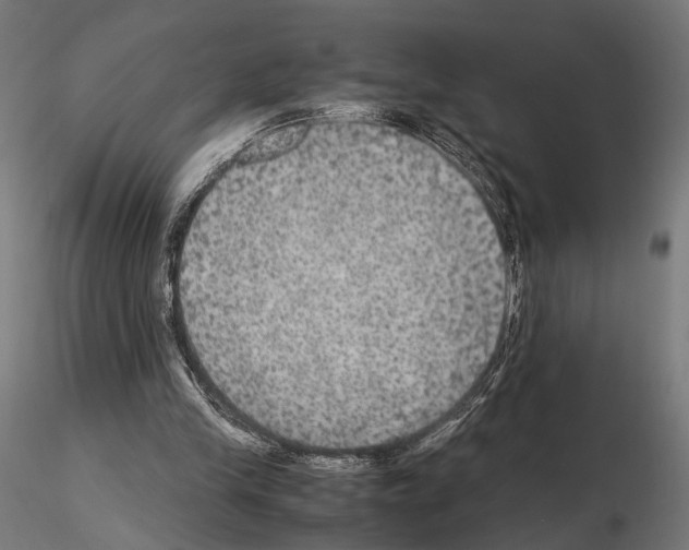 X0000115120245200912081351