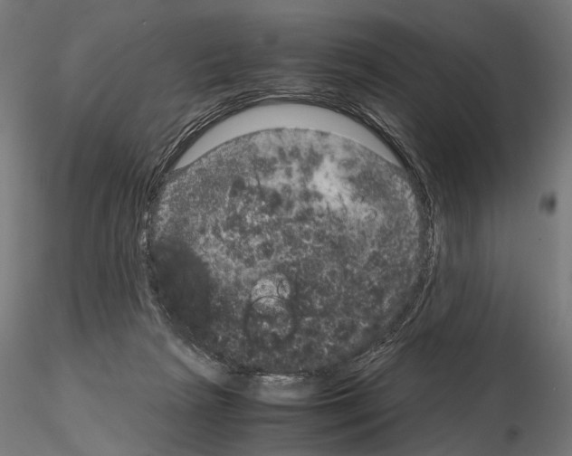 X0000115120265200912081351