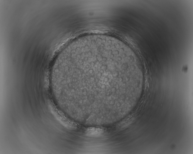 X0000115120354200912081350