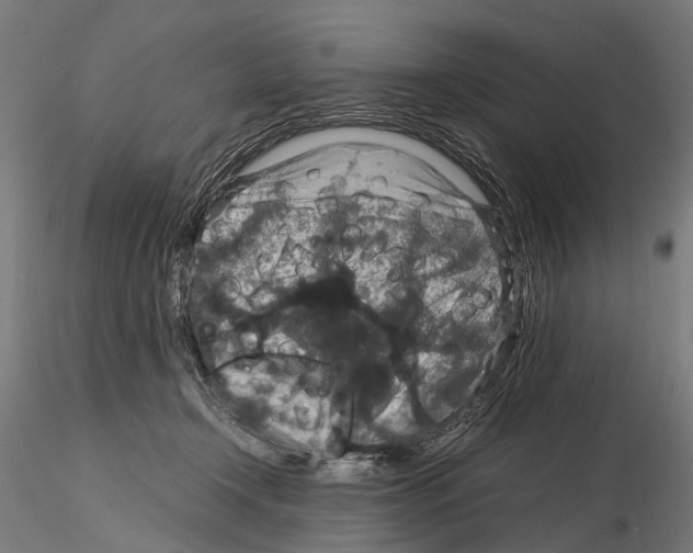 X0000115120366200912081350