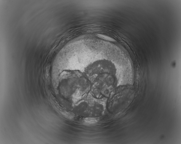 X0000115120373200912081350