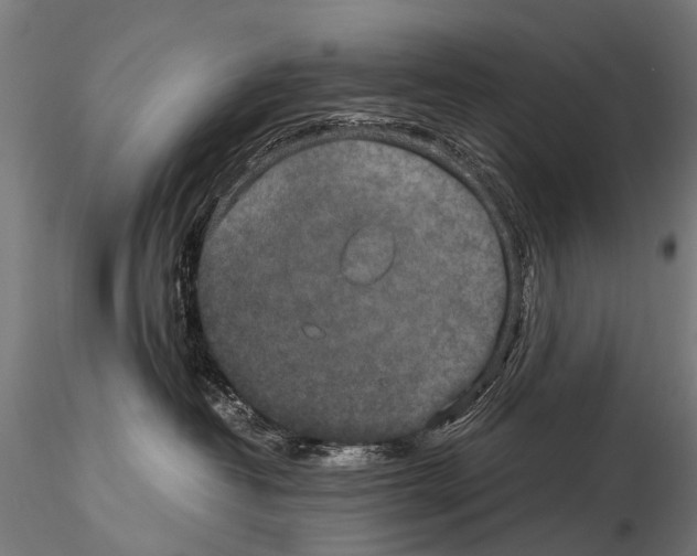 X0000115120382200912081350