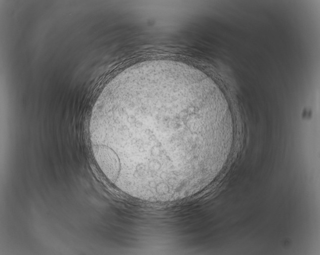 X0000115120624200912081346