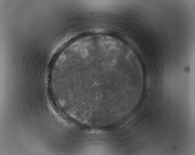 X0000115120730200912081343