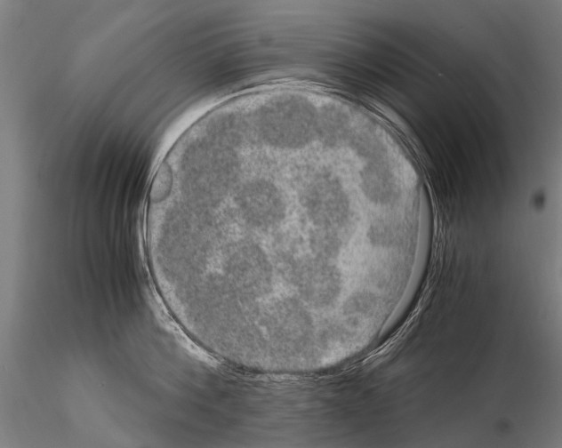 X0000115120812200912081343