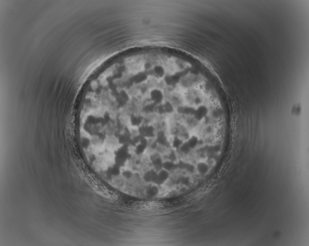 X0000115120879200912081342