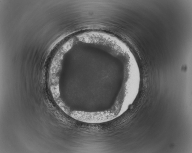 X0000115120975200912081340