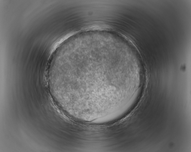 X0000115121018200912081339