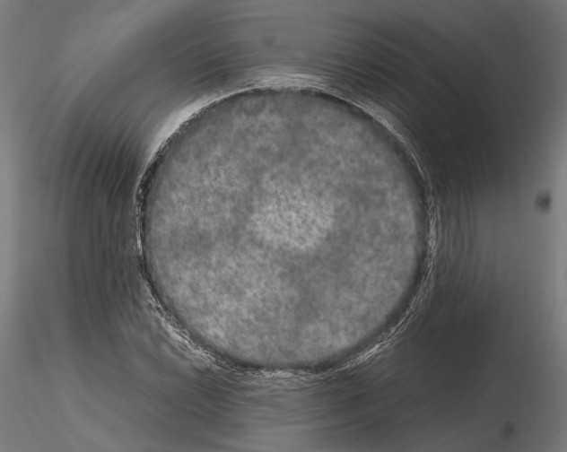 X0000115121022200912081339