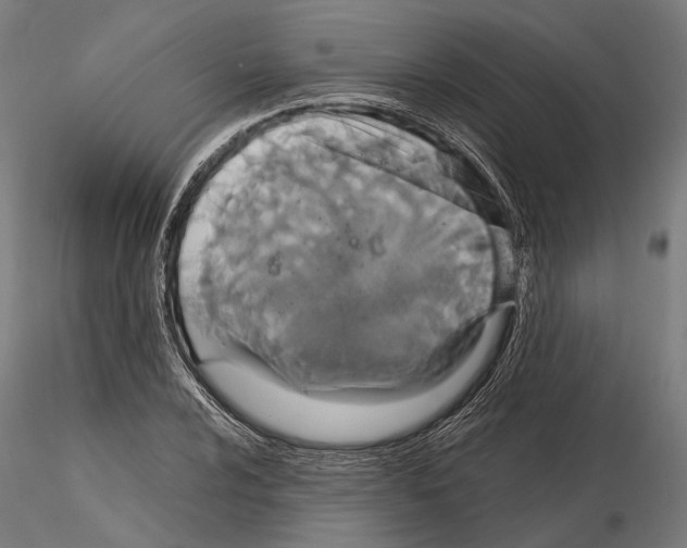 X0000115121024200912081339