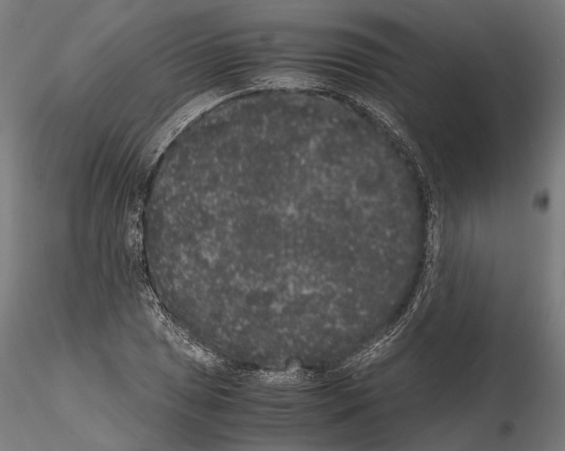 X0000115121025200912081339