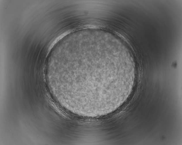 X0000115121026200912081339