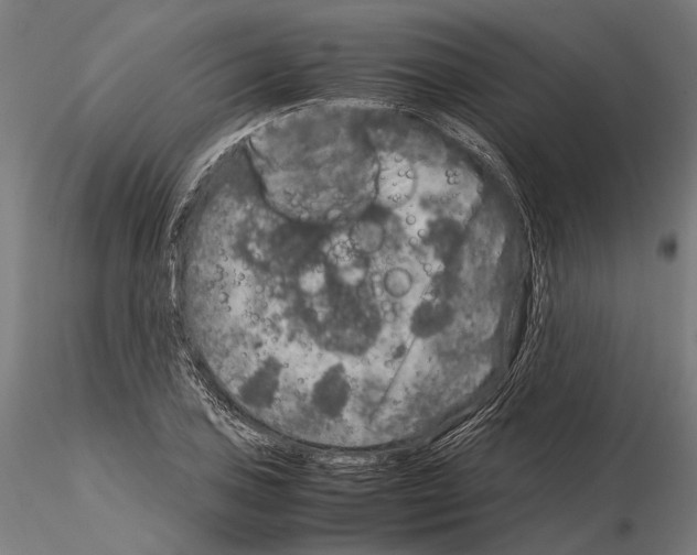 X0000115121027200912081339