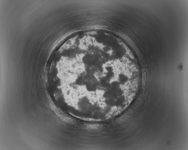 X0000115121031200912081339