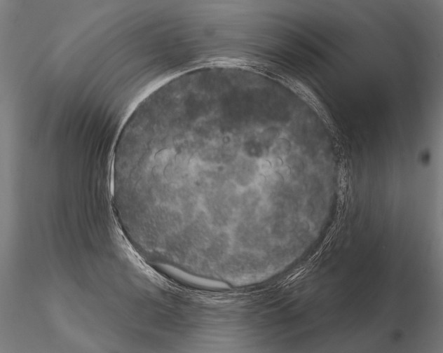 X0000115121036200912081340