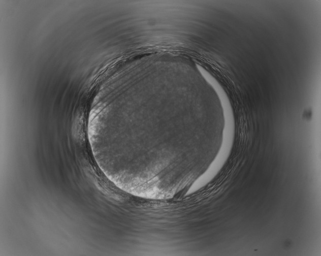 X0000115121060200912081339