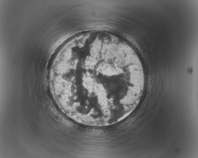 X0000115121071200912081339