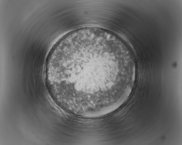 X0000115121076200912081339