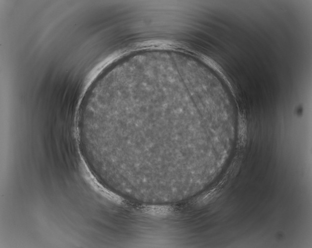 X0000115121090200912081339