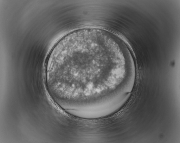 X0000115121096200912081339