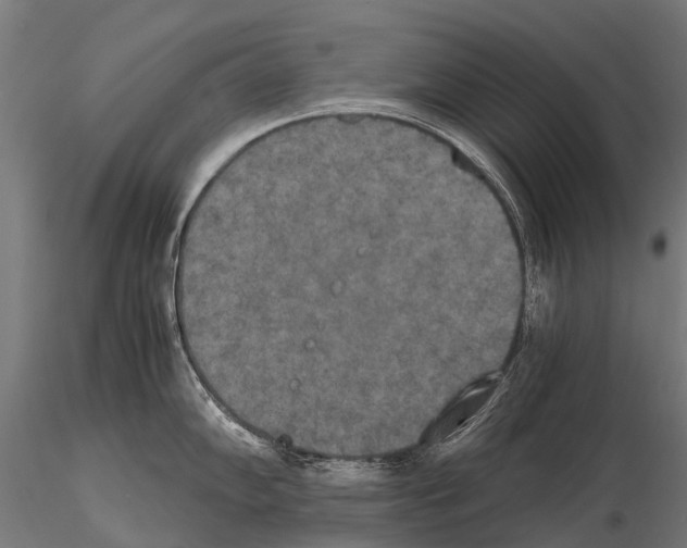 X0000115121102200912081339