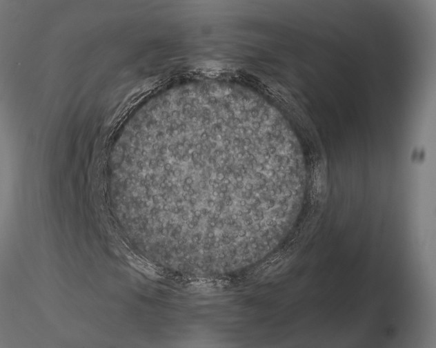 X0000115121105200912081338