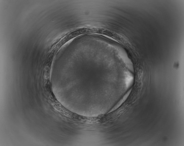 X0000115121110200912081338