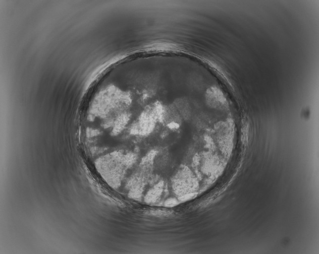 X0000115121117200912081338