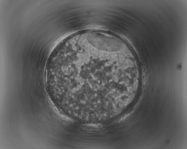 X0000115121125200912081338