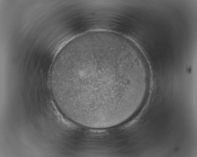 X0000115121129200912081338