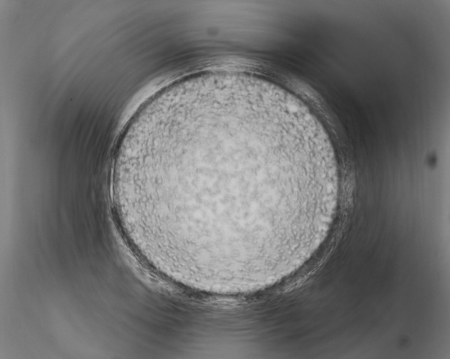 X0000115121130200912081338