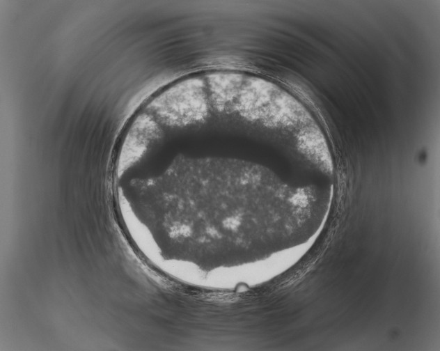 X0000115121141200912081338