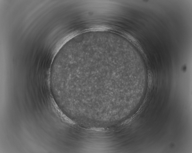 X0000115121186200912081337