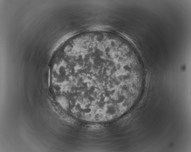 X0000115121219200912081337