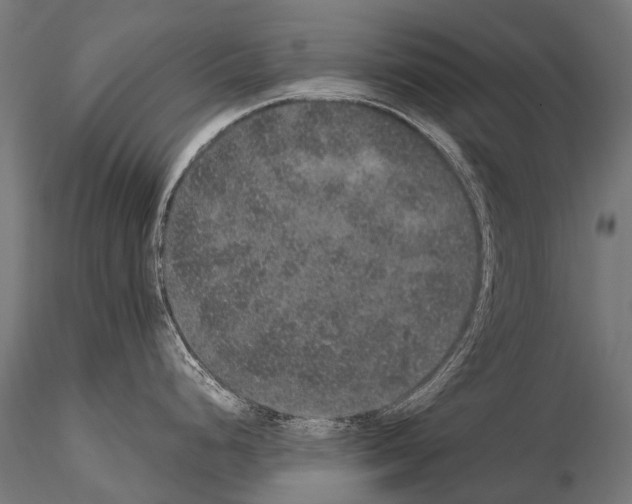 X0000115121248200912081337