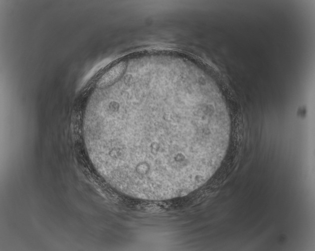 X0000115121255200912081336