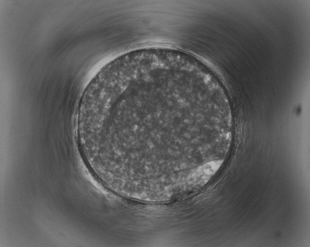 X0000115121383200912081335