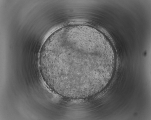 X0000115121386200912081334