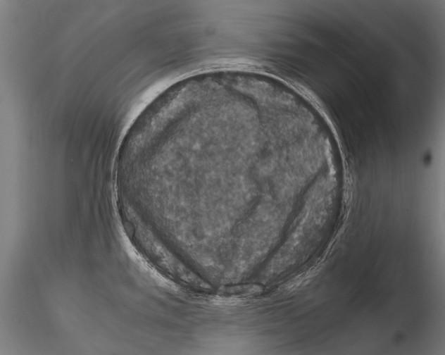 X0000115121389200912081334