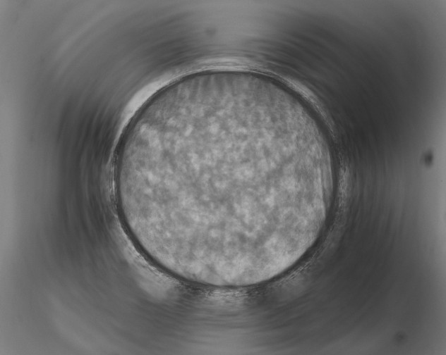 X0000115121466200912081333