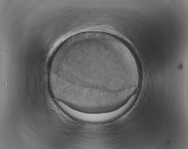 X0000115121506200912081332