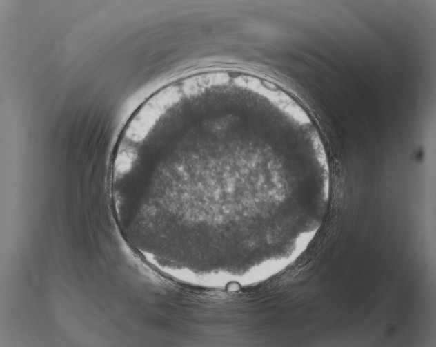 X0000115121527200912081333