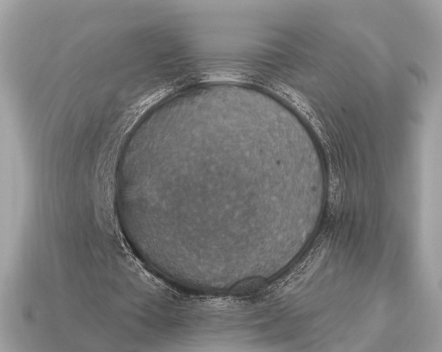 X0000115130385200911101651