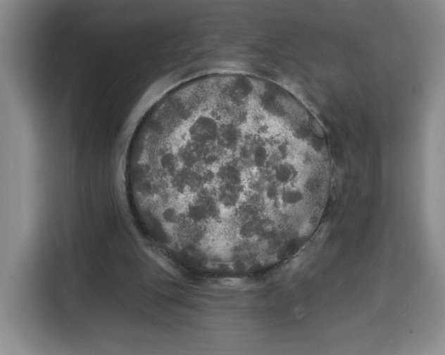 X0000115130151200911241452