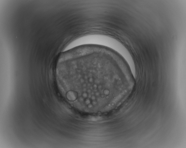 X0000115130220200911241452