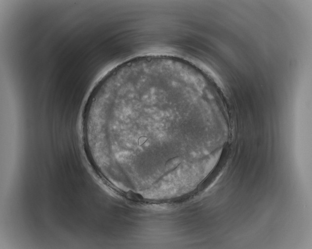 X0000115130990200911241442