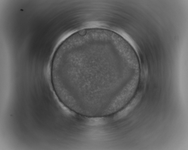 X0000115131053200911241442