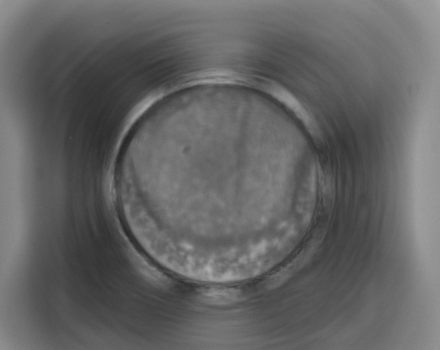 X0000115131466200911241436